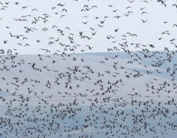 Броят зимуващите водолюбиви птици във водоемите в област Добрич