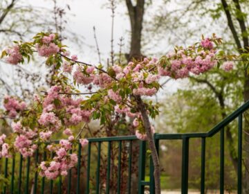 10 японски вишни радват посетителите на парка в Добрич