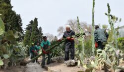 Едроразмерните палми, кактуси и сукуленти вече са на открито в Ботаническата градина в Балчик