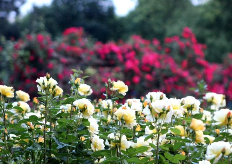 Най-големият и богат Розариум у нас е в Добрич, цъфтят хиляди цветя
