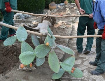 Прибраха на закрито ценните кактуси в Ботаническата градина край Балчик