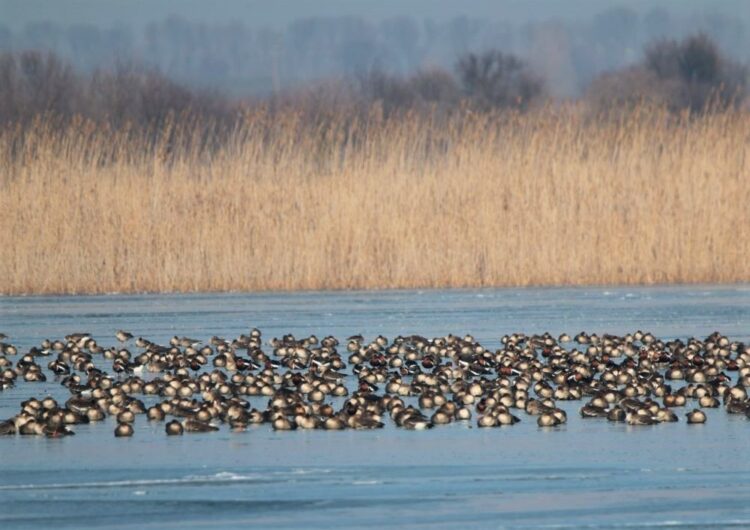 Около 600 червеногуши гъски бяха преброени от орнитолози на Дуранкулашкото езеро