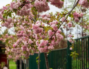 Японски вишни – атракция в парка на Добрич