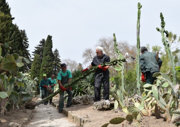 Едроразмерните палми, кактуси и сукуленти вече са на открито в Ботаническата градина в Балчик